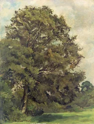 Studie af et asketræ, ca. 1851 (olie på papir på panel)